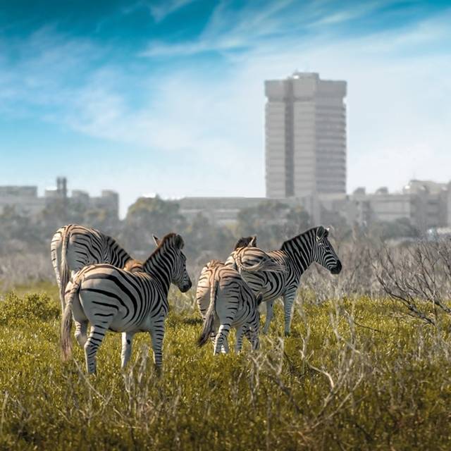 Zebras-on-south-campus